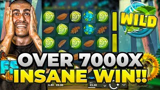 FOREST FORTUNE SLOT PAYS US A MASSIVE WIN OF OVER 7000X!